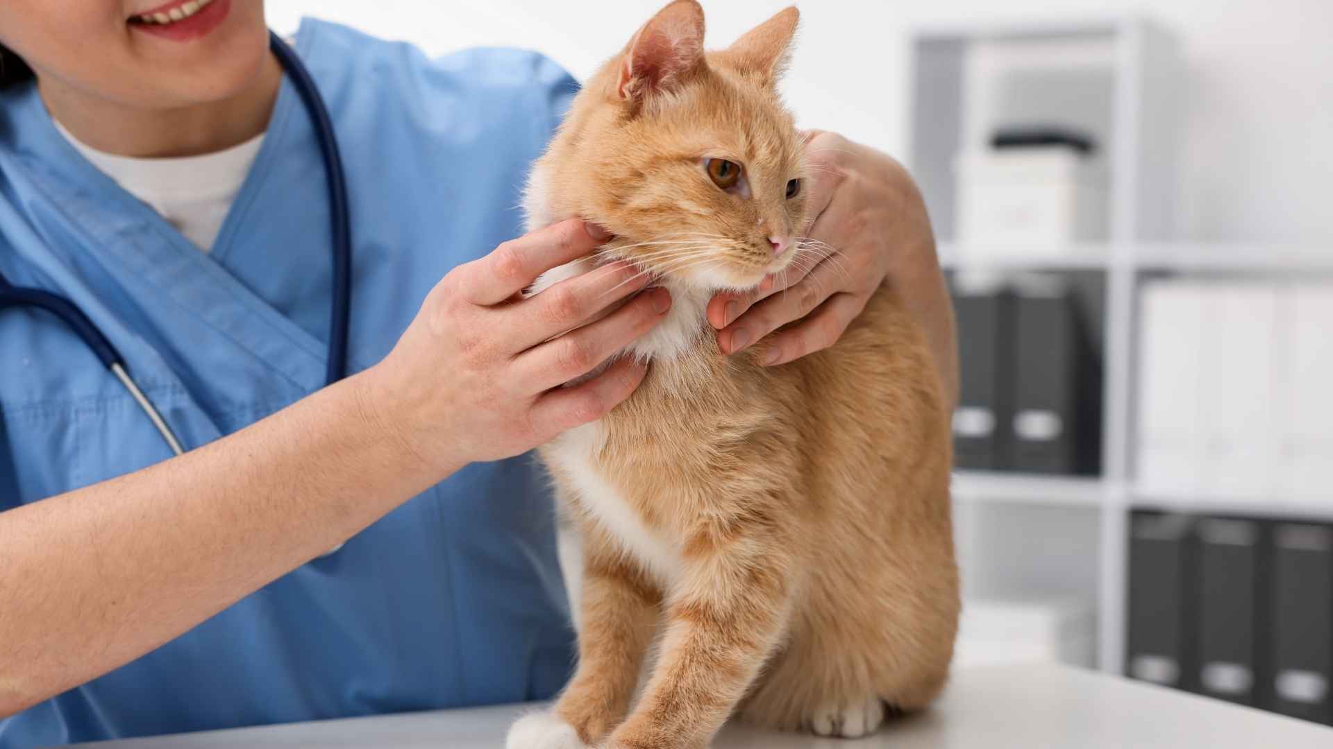 tratamiento hipertiroidismo gato medicación